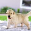 Image of Casper, a Golden Retriever puppy