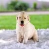 Image of Casper, a Golden Retriever puppy