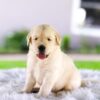 Image of Casper, a Golden Retriever puppy