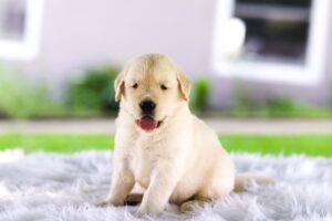 Image of Casper, a Golden Retriever puppy