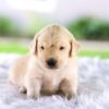 Image of Chase, a Golden Retriever puppy