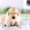 Image of Chase, a Golden Retriever puppy