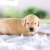 Image of Chase, a Golden Retriever puppy