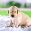 Image of Chase, a Golden Retriever puppy