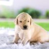Image of Chase, a Golden Retriever puppy