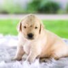 Image of Chase, a Golden Retriever puppy