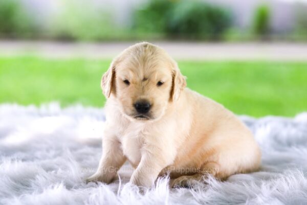 Image of Chase, a Golden Retriever puppy