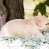 Image of Churro, a Golden Retriever puppy