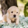 Image of Churro, a Golden Retriever puppy