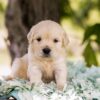 Image of Churro, a Golden Retriever puppy