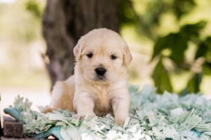 Image of Churro, a Golden Retriever puppy