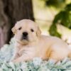 Image of Churro, a Golden Retriever puppy