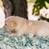 Image of Churro, a Golden Retriever puppy