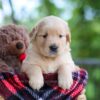Image of Clare, a Golden Retriever puppy