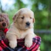 Image of Clare, a Golden Retriever puppy