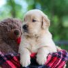 Image of Clare, a Golden Retriever puppy