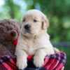 Image of Clare, a Golden Retriever puppy