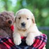 Image of Clare, a Golden Retriever puppy