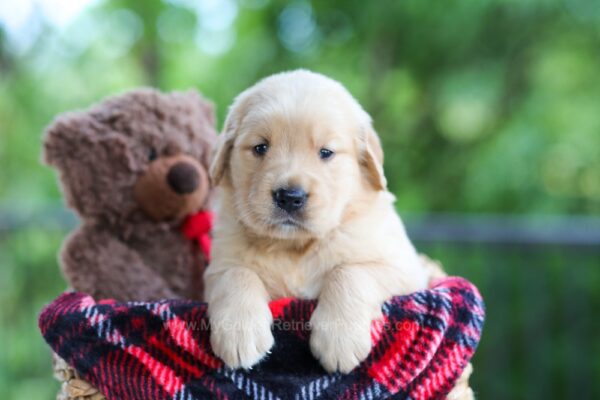 Image of Clare, a Golden Retriever puppy