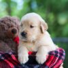 Image of Clare, a Golden Retriever puppy