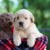 Image of Clare, a Golden Retriever puppy