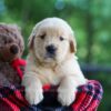 Image of Clare, a Golden Retriever puppy