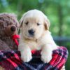 Image of Clare, a Golden Retriever puppy