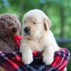 Image of Clare, a Golden Retriever puppy