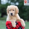 Image of Clare, a Golden Retriever puppy