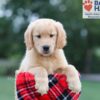 Image of Clare, a Golden Retriever puppy