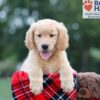 Image of Clare, a Golden Retriever puppy