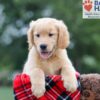 Image of Clare, a Golden Retriever puppy
