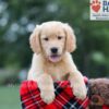 Image of Clare, a Golden Retriever puppy