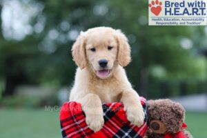 Image of Clare, a Golden Retriever puppy