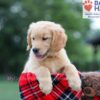 Image of Clare, a Golden Retriever puppy