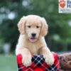 Image of Clare, a Golden Retriever puppy