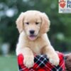 Image of Clare, a Golden Retriever puppy