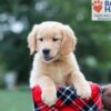 Image of Clare, a Golden Retriever puppy