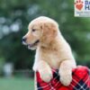 Image of Clare, a Golden Retriever puppy