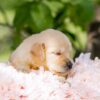 Image of Cookie, a Golden Retriever puppy
