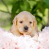 Image of Cookie, a Golden Retriever puppy