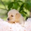 Image of Cookie, a Golden Retriever puppy