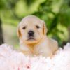 Image of Cookie, a Golden Retriever puppy