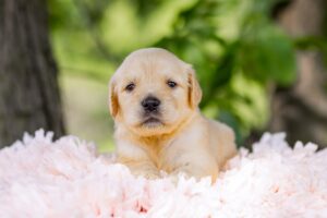 Image of Cookie, a Golden Retriever puppy