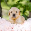 Image of Cookie, a Golden Retriever puppy