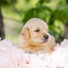 Image of Cookie, a Golden Retriever puppy