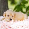 Image of Cookie, a Golden Retriever puppy