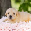 Image of Cookie, a Golden Retriever puppy