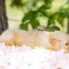 Image of Cookie, a Golden Retriever puppy