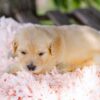 Image of Cookie, a Golden Retriever puppy